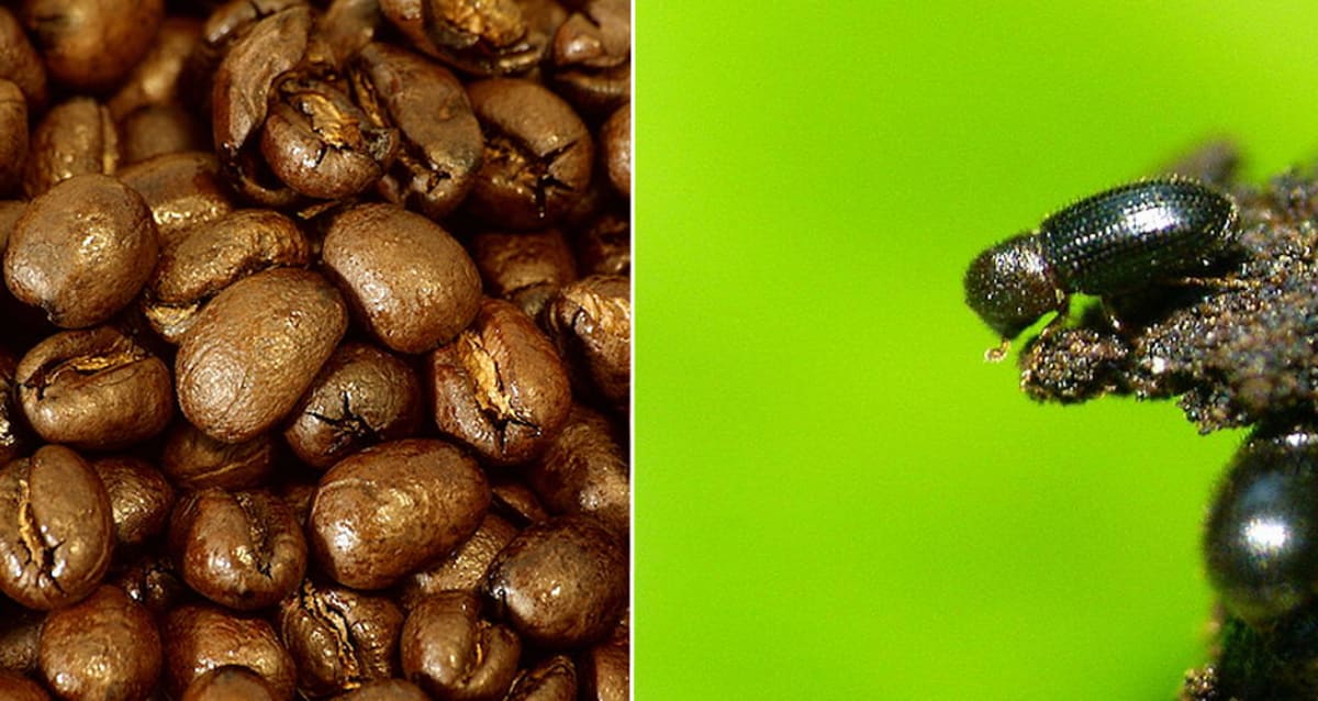 New Study Shows That Insects Probably Had Sex In Your Coffee Beans