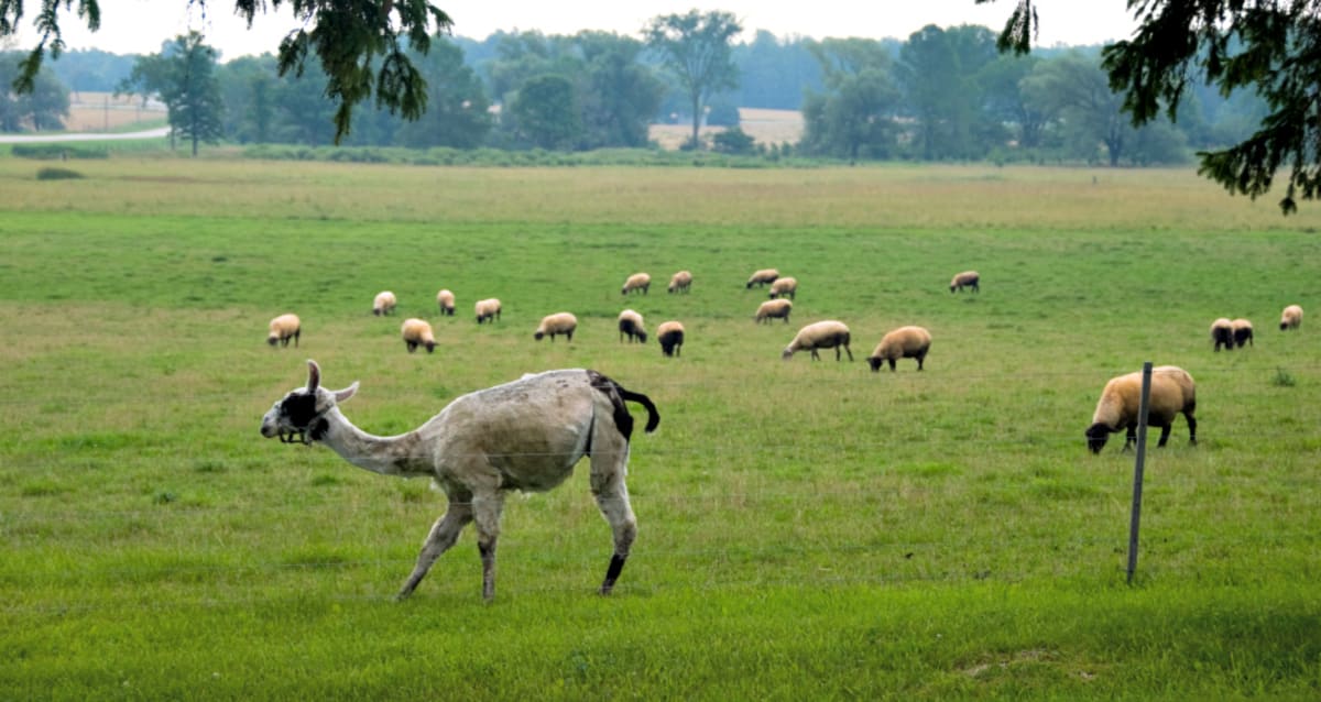 Shotguns, A Guard Llama Will Protect Your Sheep from Coyotes