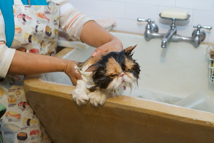 Можно мыть кошку мылом. Мытье собаки. Хозяйственное мыло от блох у кошек.