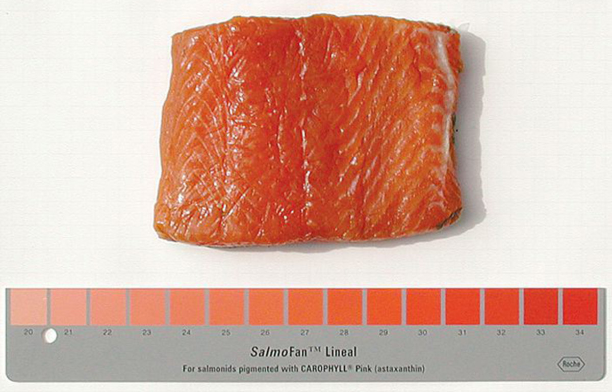 Farmed Salmon Is Naturally Gray, Has Color Added to It First We Feast