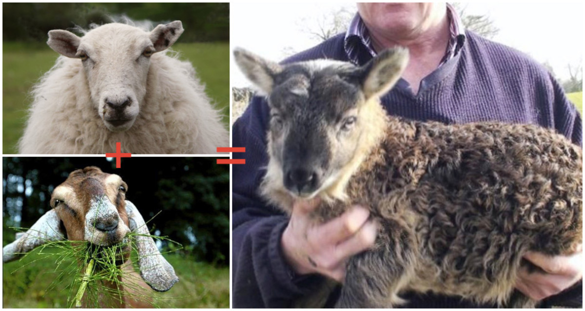 A GoatSheep Hybrid Was Born In Ireland, and it's Called a "Geep